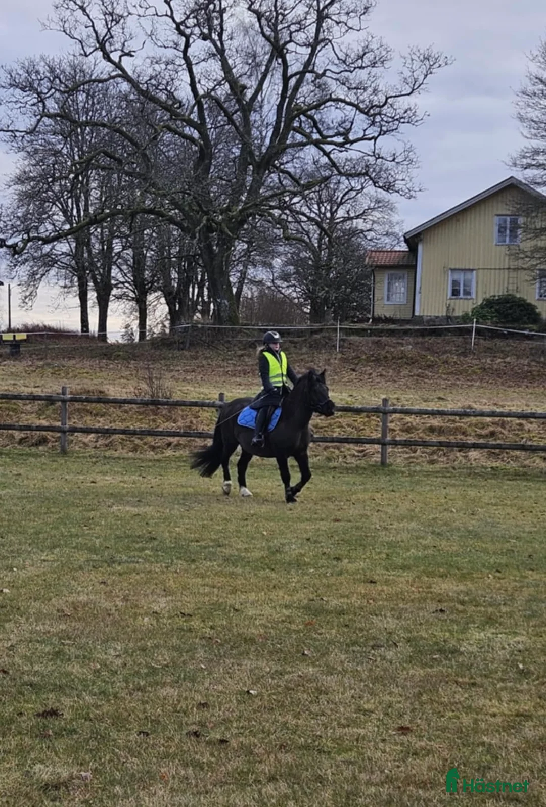 Allround hästar till salu: karaktäristisk allround ponny  i Moheda - Annons 9