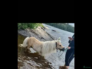 hästar Charmig minishettis söker nytt hem! - Annons 1