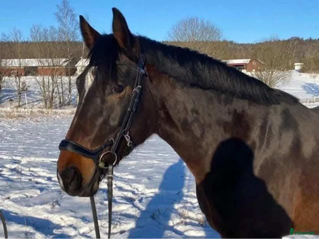 Avelshästar hästar till salu: Fint sto till avel - Annons 8