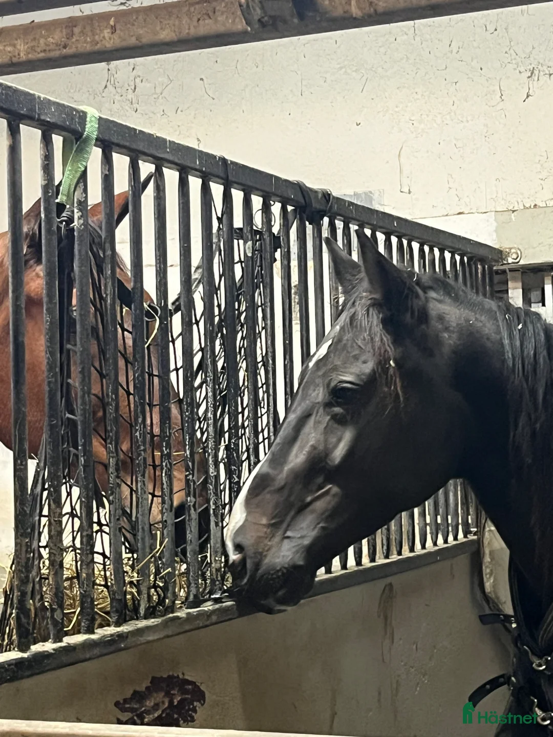 Sällskap hästar till salu: Valack till sällskap  - Annons 2