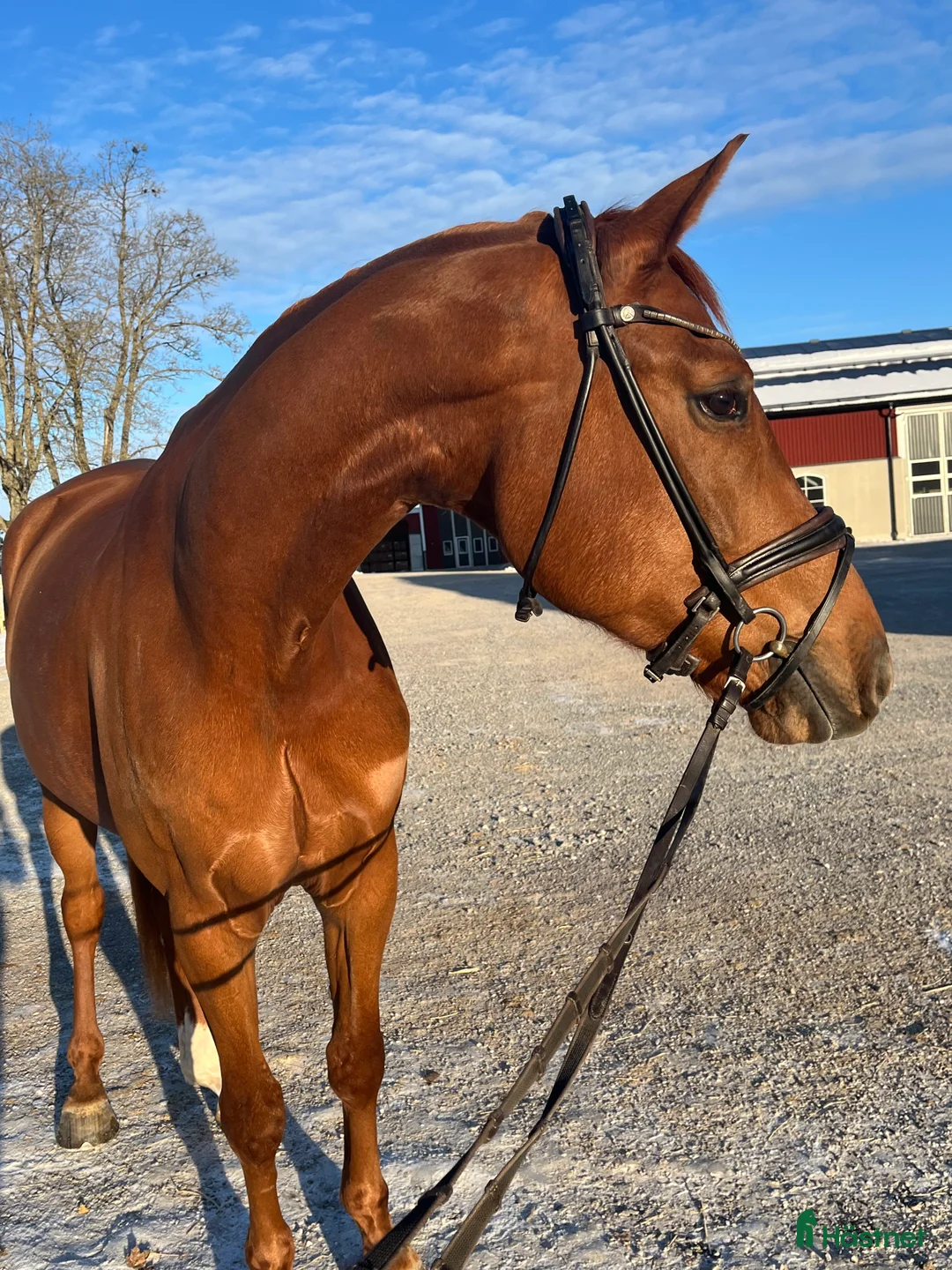 Dressyr hästar till salu: Unghäst för framtiden - Annons 2