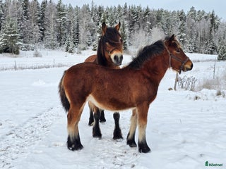hästar Unikt stoföl i Järlåsa - Annons 1