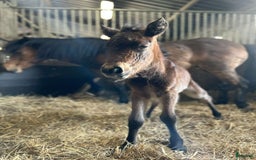 Trav hästar till salu: Travstammad åring i Lidköping - Annons 5