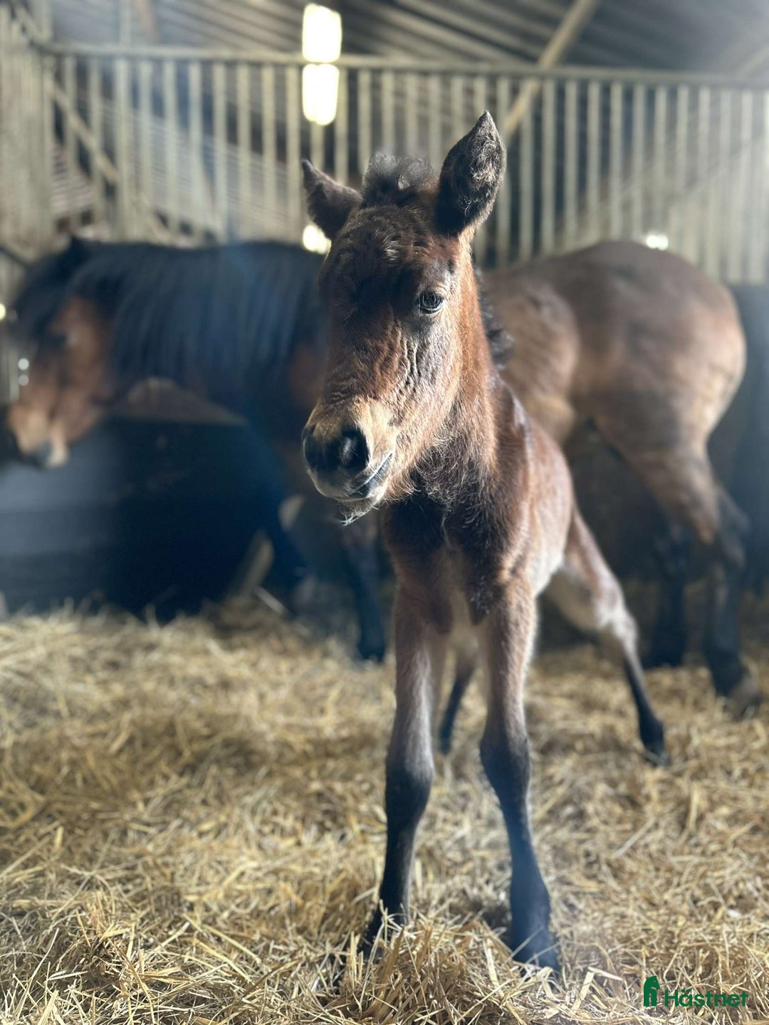 Trav hästar till salu: Travstammad åring i Lidköping - Annons 5