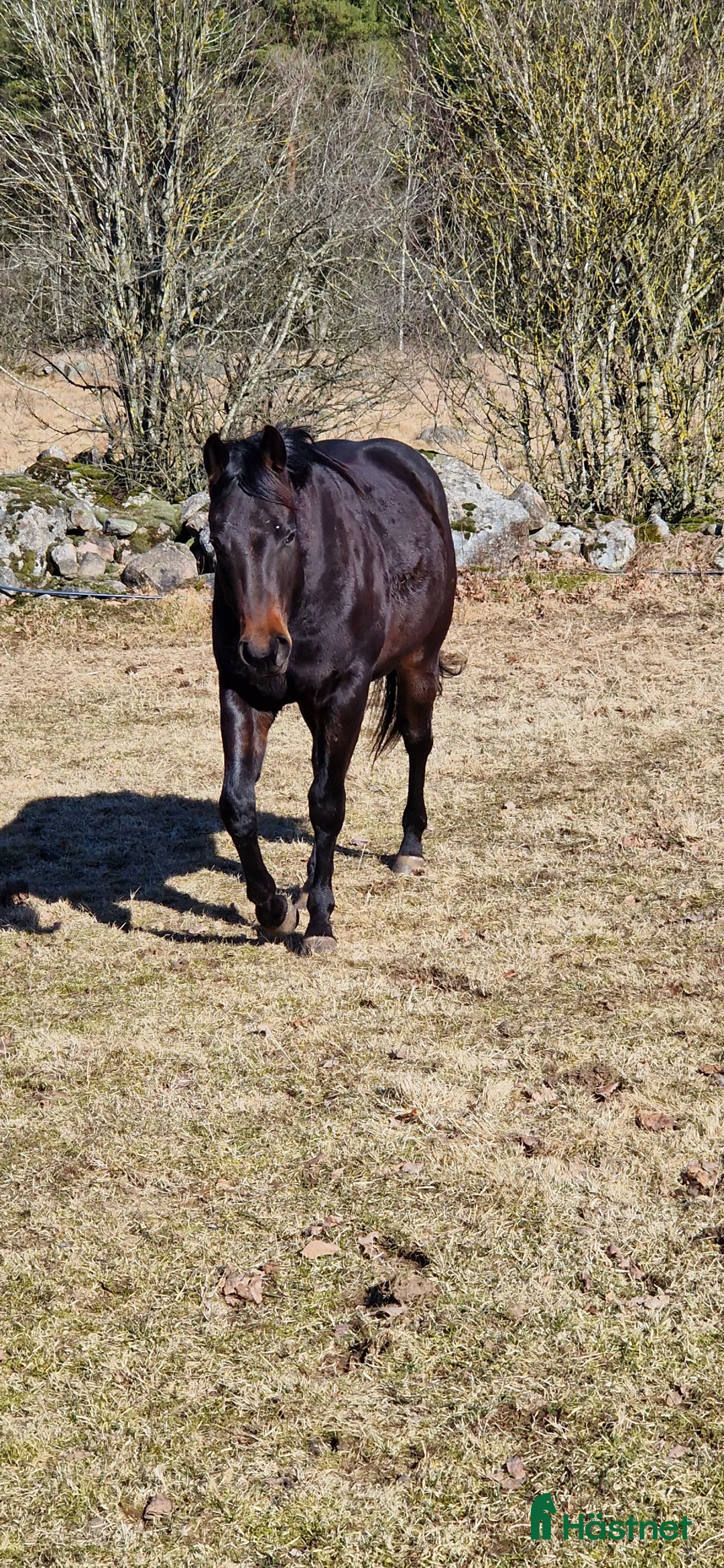 Western hästar till salu: Cowhorse ämne - Annons 1