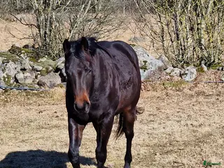 hästar Cowhorse ämne - Annons 1