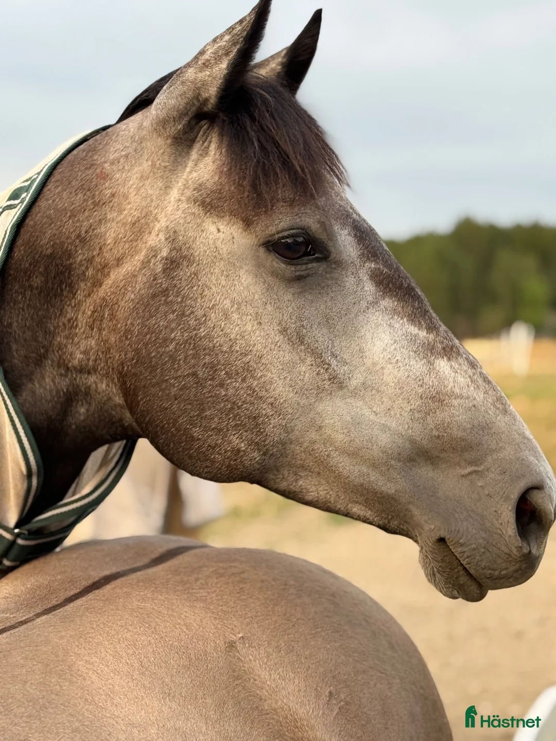 Hoppning hästar till salu: Underbart fullblodsto - Annons 2