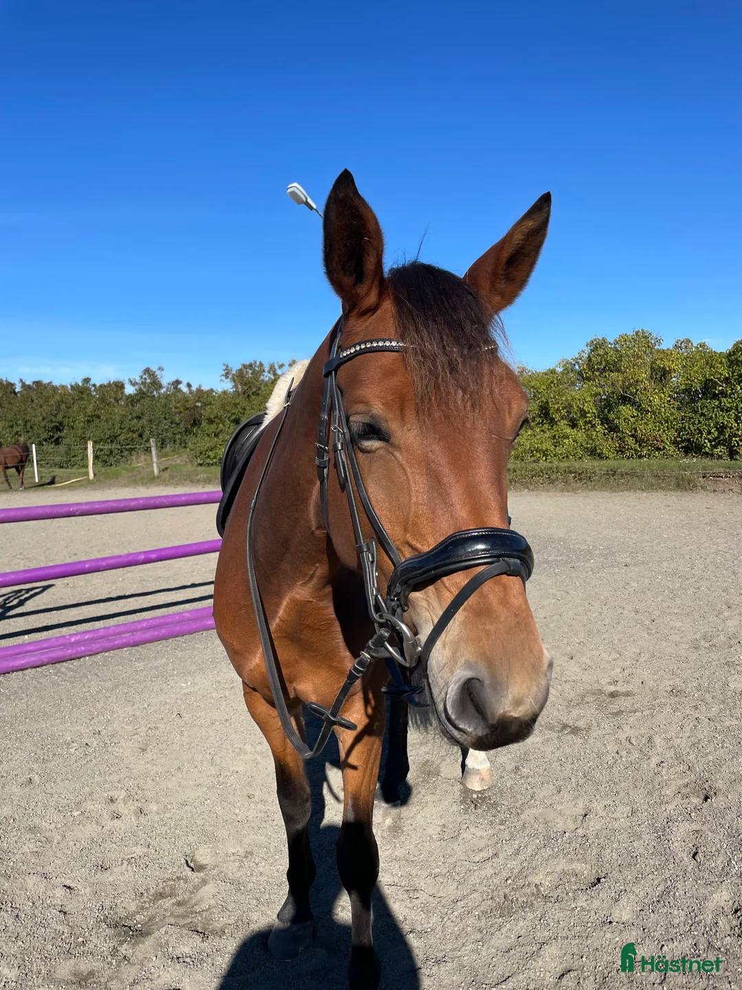 Hoppning hästar till salu: Superfint sto  i Åhus - Annons 1