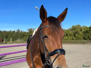 hästar Superfint sto i Åhus - Annons 16