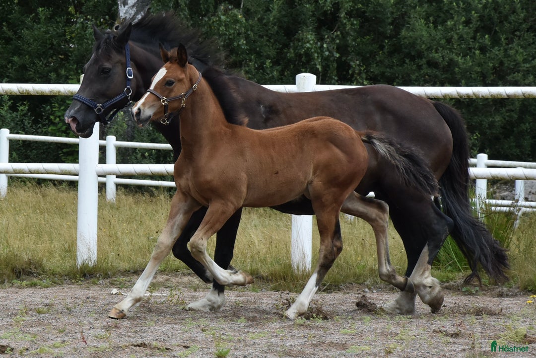 Dressyr hästar till salu: Unik Welsh cob / swb i Partille - Annons 5