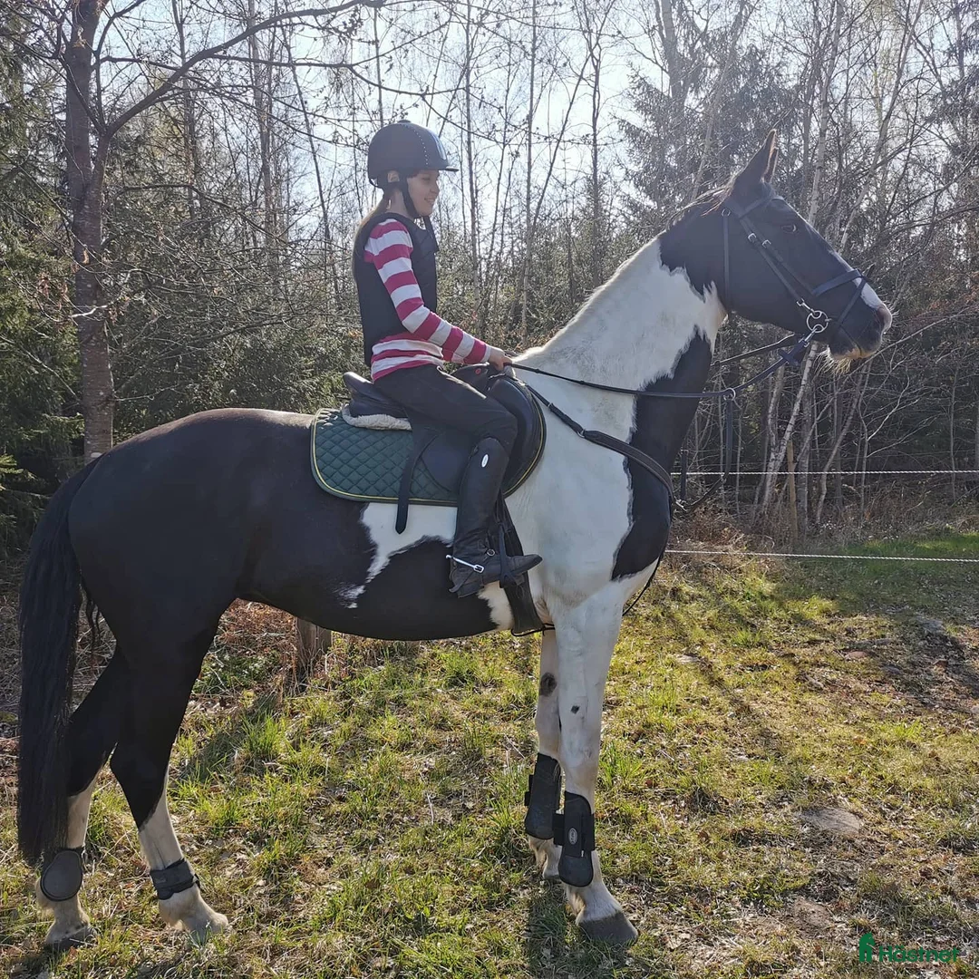 Avelshästar hästar till salu: Avelssto utlånas (RESERVERAD) i Torsås - Annons 5