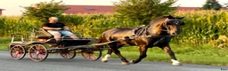 Allround hästar till salu: 6 yo Silesian Gelding–Family & Recreational Horse - Annons 7