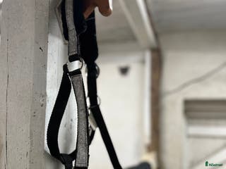 Övrig Hästutrustning hästutrustning till salu: Glittrig svart grimma X-full i Trelleborg - Annons 3