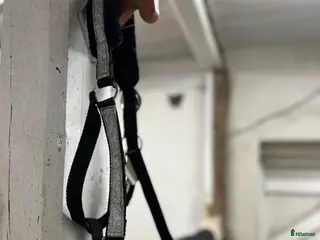 Övrig Hästutrustning hästutrustning Glittrig svart grimma X-full i Trelleborg - Annons 6