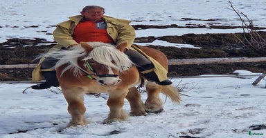  hästar i Järpen - Annons 14