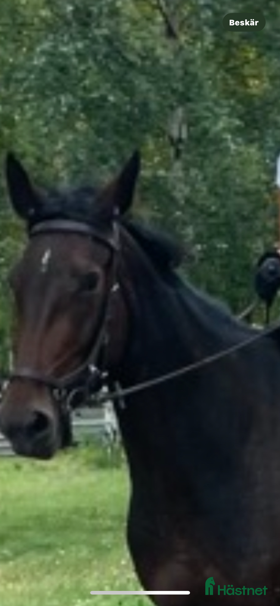 Allround hästar till salu: Hybrid Speed och Ninja Star i Borlänge - Annons 3