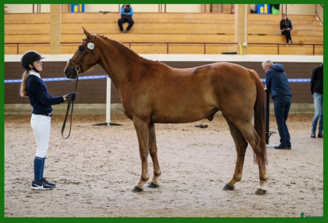 Hoppning hästar till salu: Avelsto eller ridhäst i Jönåker - Annons 2