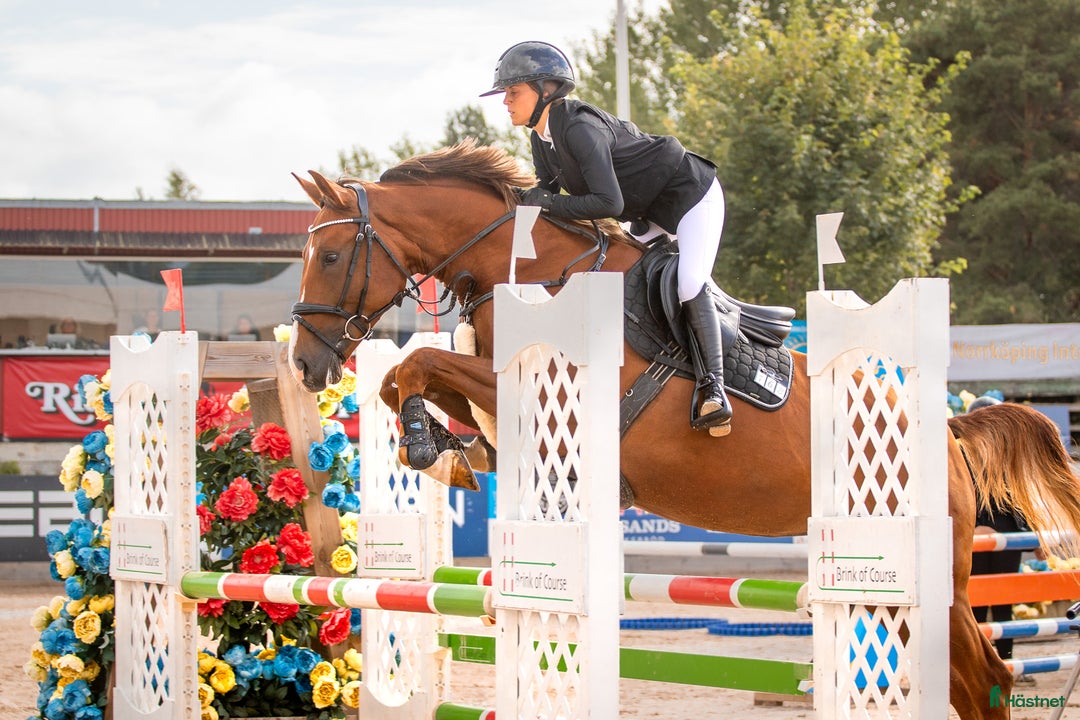 Hoppning hästar till salu: Vackert sto i Vikbolandet - Annons 2