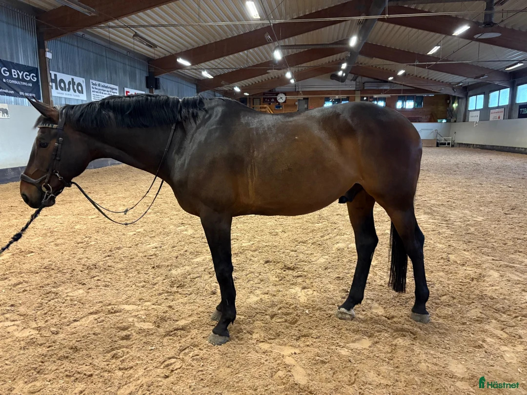 Hoppning hästar till salu: Trevlig 9 åring valack  - Annons 2