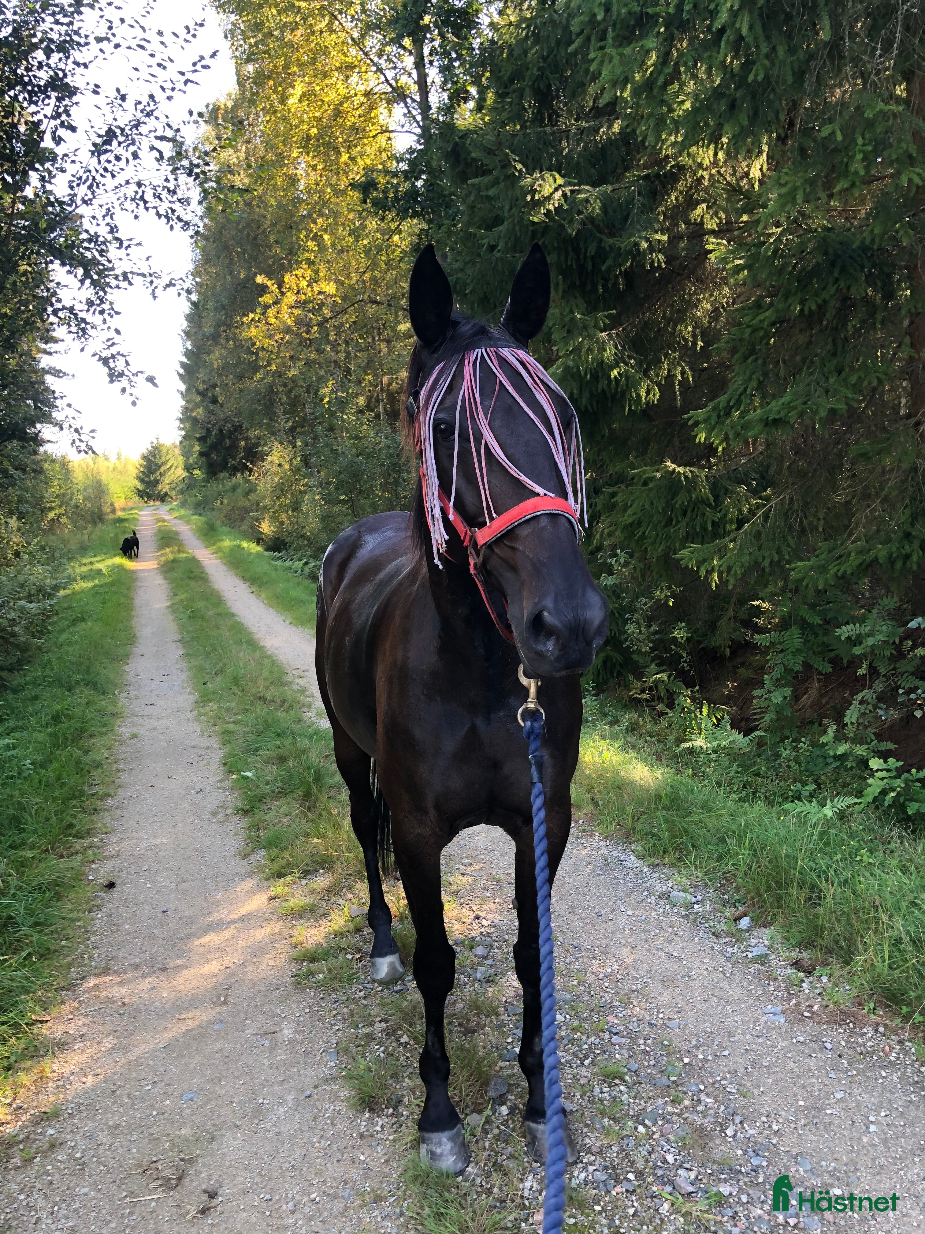  hästar 12-årigt sto , allround eller licens häst i Henån - Annons 1