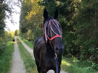 hästar 12-årigt sto , allround eller licens häst i Henån - Annons 1