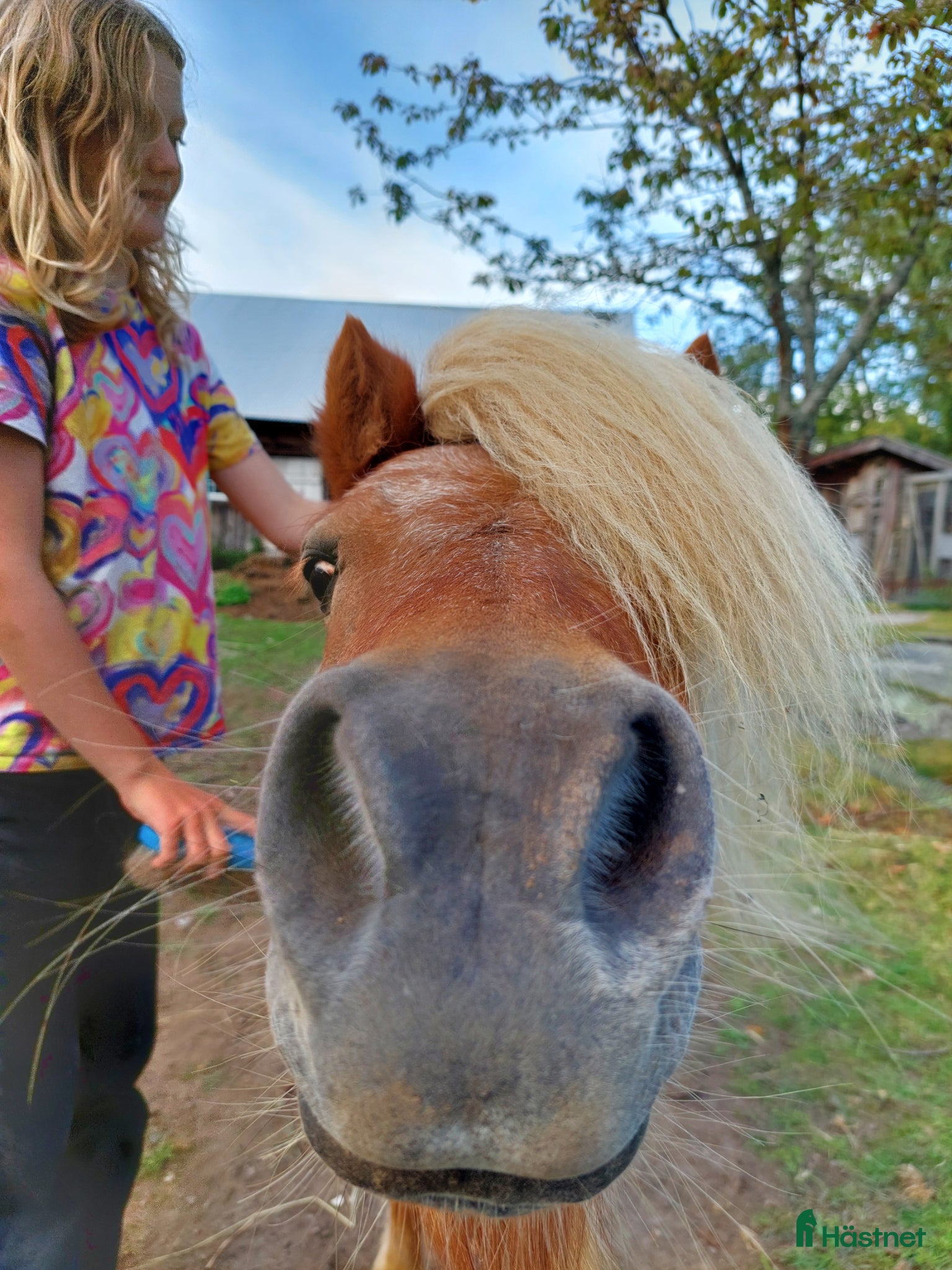  hästar Söt och trygg shettis  - Annons 2