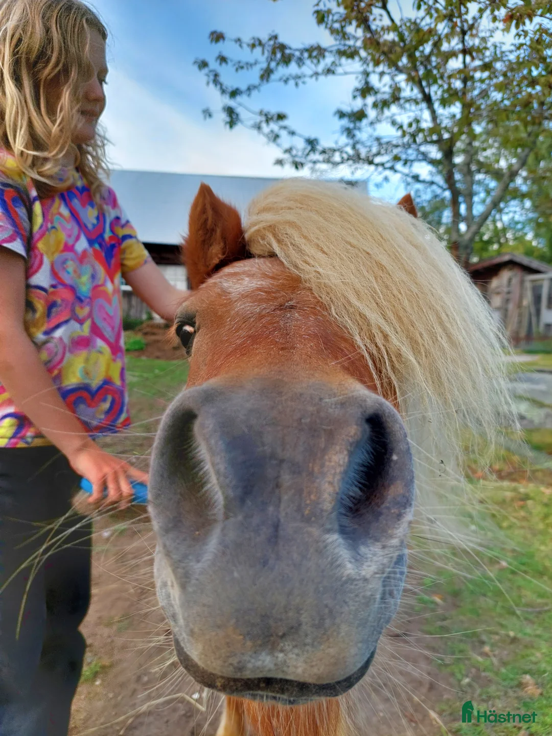 Allround hästar till salu: Söt och trygg shettis  - Annons 1