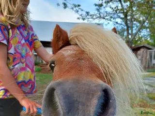 hästar Söt och trygg shettis - Annons 2