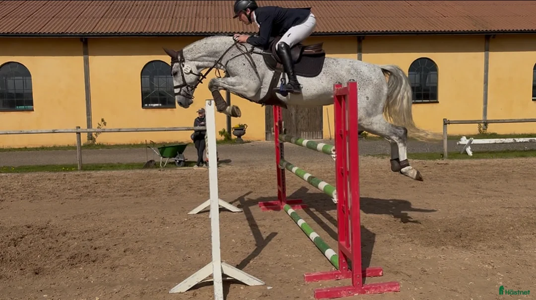 Hoppning hästar till salu: Välstammat hoppsto i Blentarp - Annons 1