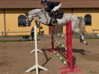 hästar Välstammat hoppsto i Blentarp - Annons 9