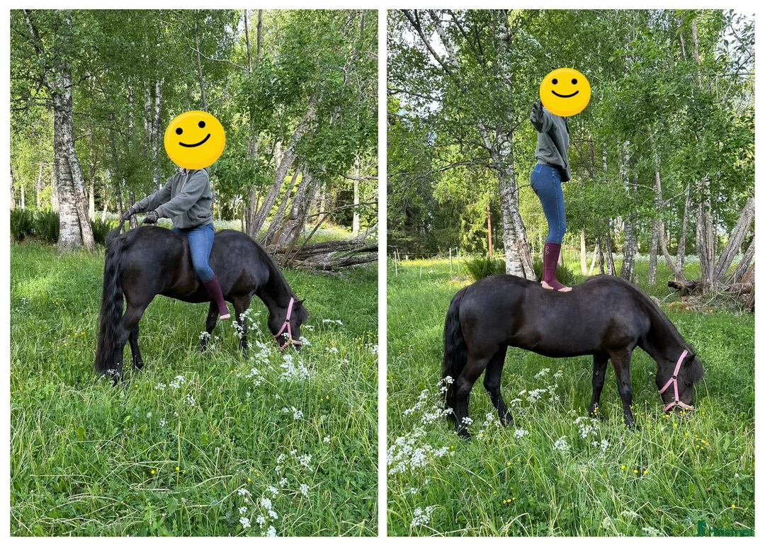 Island hästar till salu: Intressekoll i Knutby - Annons 3