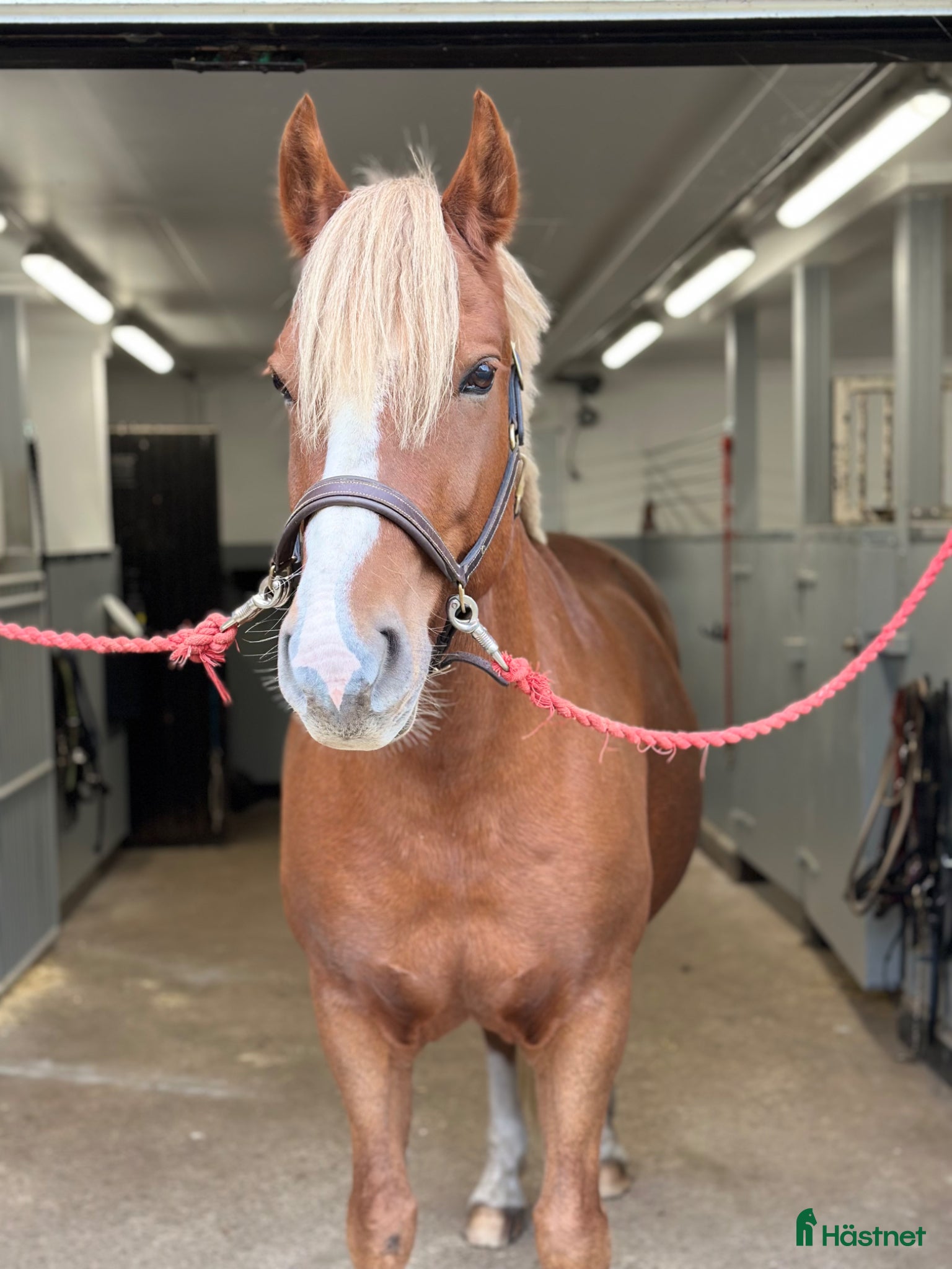  hästar Finns mitt nya hem?  - Annons 2