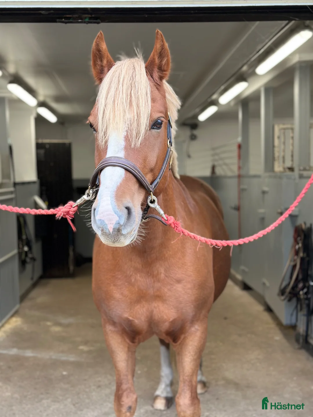 Allround hästar till salu: Finns mitt nya hem?  - Annons 2