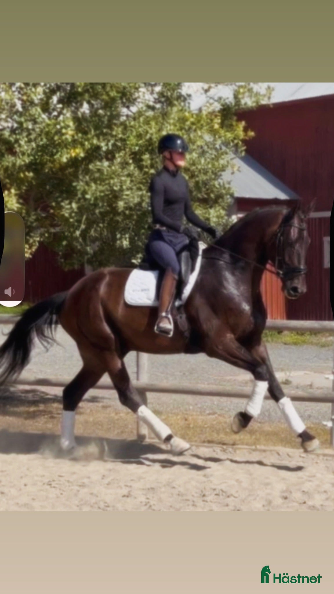  hästar 5årig valack med mycket potential!  - Annons 8