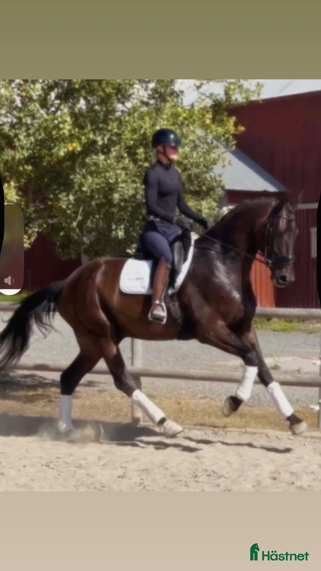 Dressyr hästar till salu: 5årig valack med mycket potential!  - Annons 1