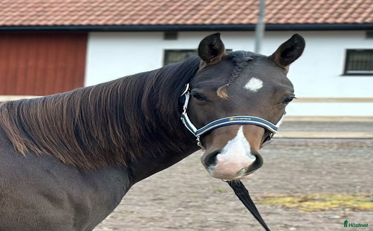  hästar i Varnhem - Annons 8