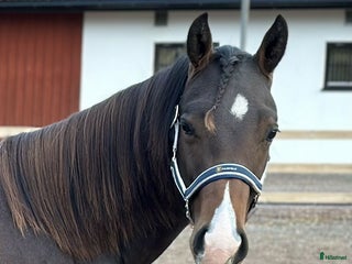 hästar i Varnhem - Annons 4