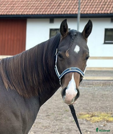 hästar Mycket trevlig Quartervalack i Varnhem - Annons 13