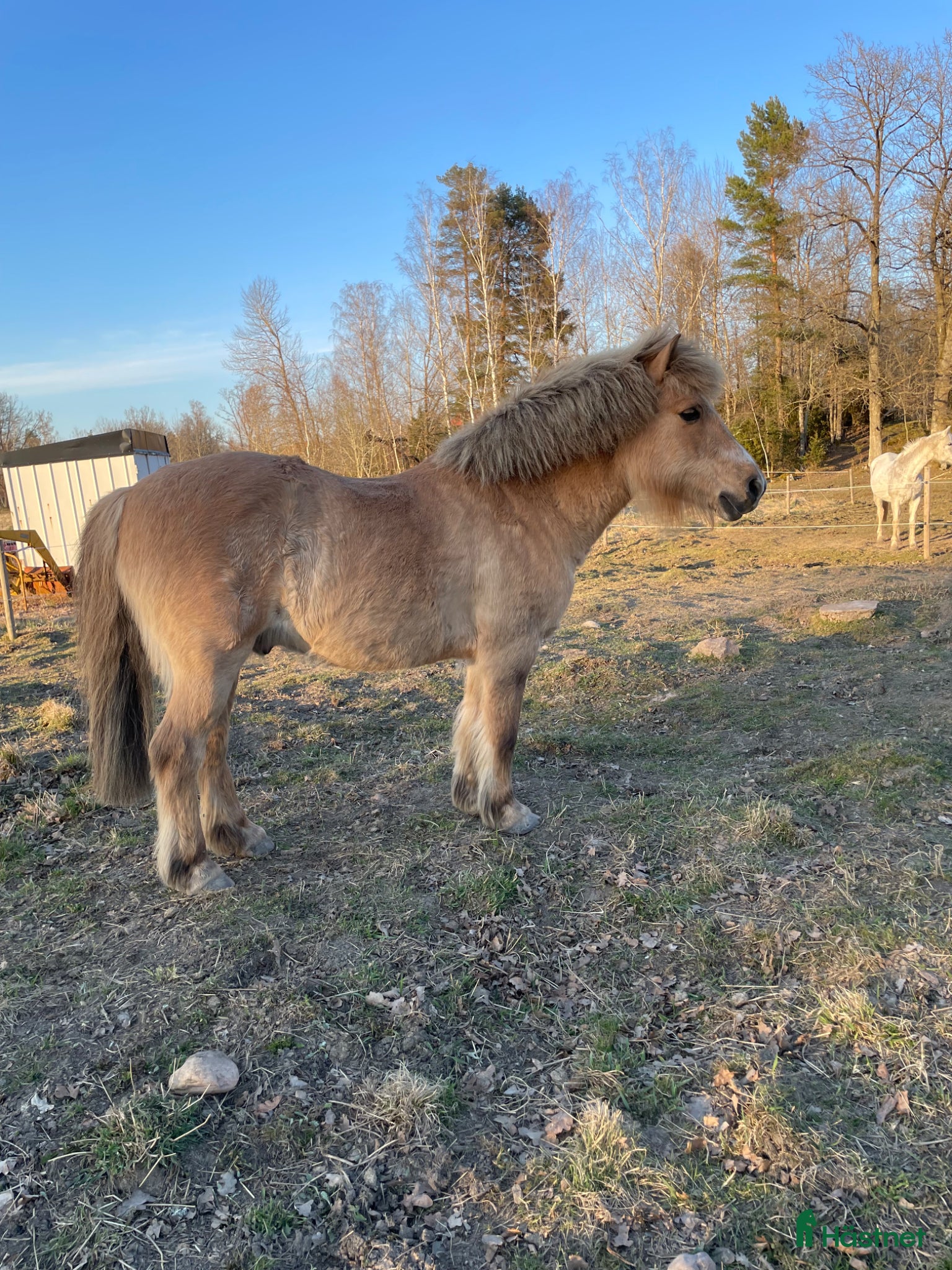  medryttarhäst finnes: Medryttare till b-ponny - Annons 7