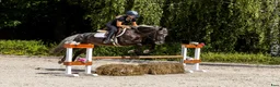 Hoppning hästar till salu: Amazing C-pony  - Annons 4