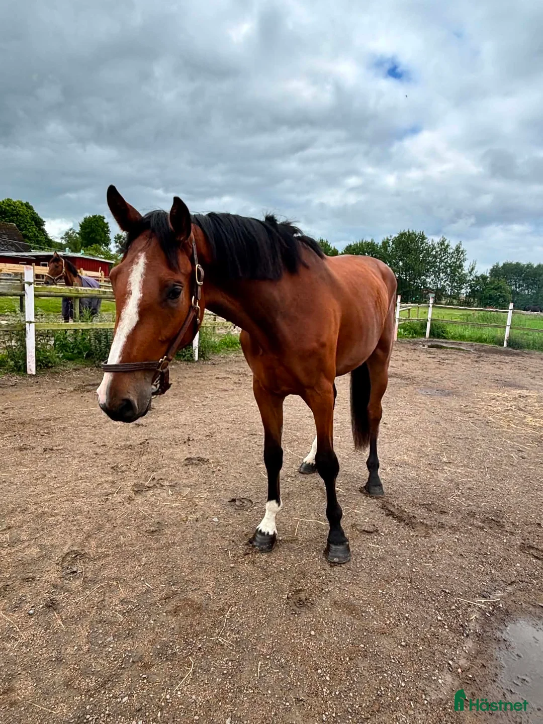 Hoppning hästar till salu: lovande 3-årig valack med fantastisk inställning - Annons 1