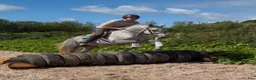 Allround hästar till salu: Connemara ponies - Annons 18