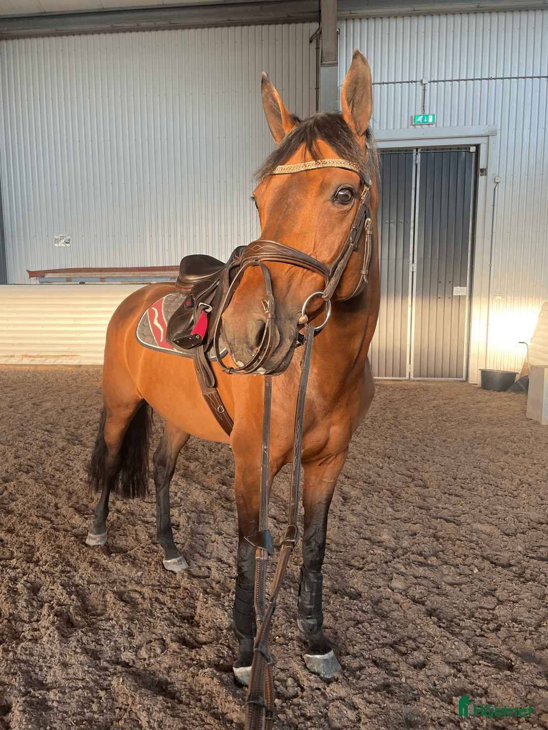 Hoppning hästar till salu: Utrolig snill junior-/amatørhest vurderes solgt🌟 i Oslo - Annons 3