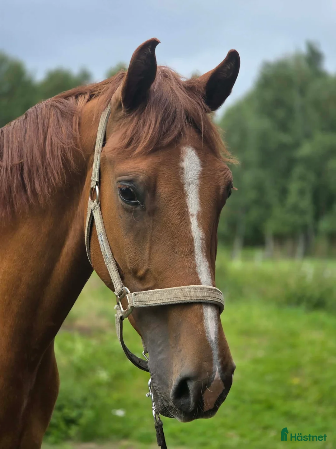 Allround hästar till salu: Fin och trevlig fyraåring  - Annons 2
