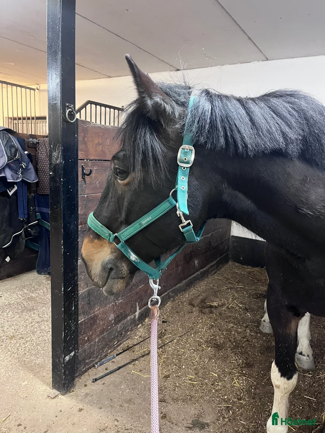  hästservice finnes: Sommarjobb sökes! i Nynäshamn - Annons 1