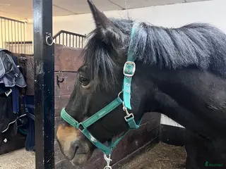 hästservice Sommarjobb sökes! i Nynäshamn - Annons 11