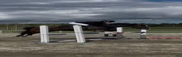 Allround hästar till salu: Fin Welsh till salu - Annons 1