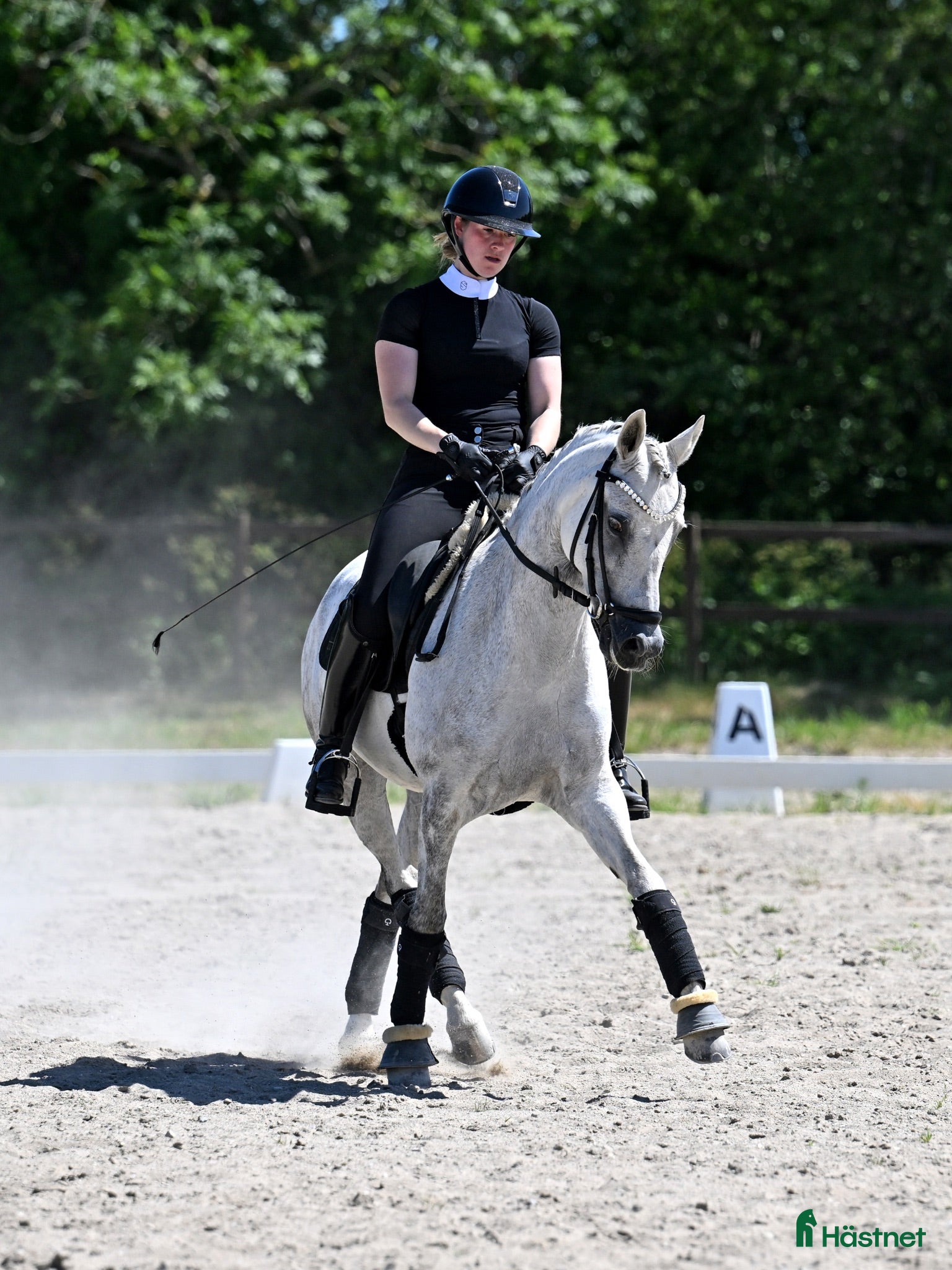 hästar FEI dressagepony - Annons 1
