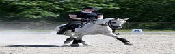 Dressyr hästar till salu: FEI dressagepony - Annons 1