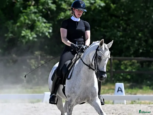 hästar till salu: FEI dressagepony - Annons 1